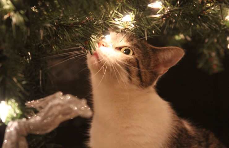 Natale con il gatto