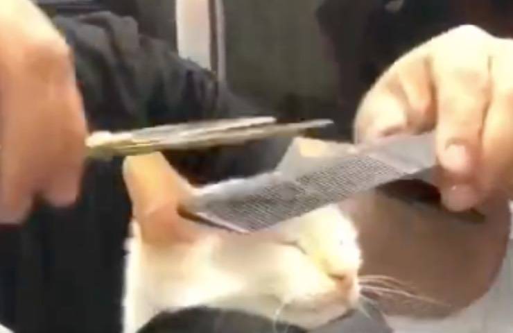 parrucchiere taglia baffi gatto