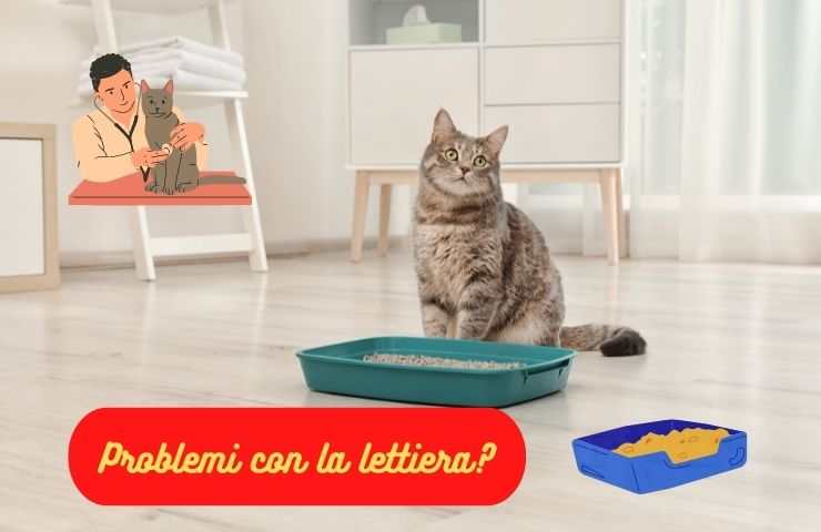 Il Micio ha problemi con la lettiera