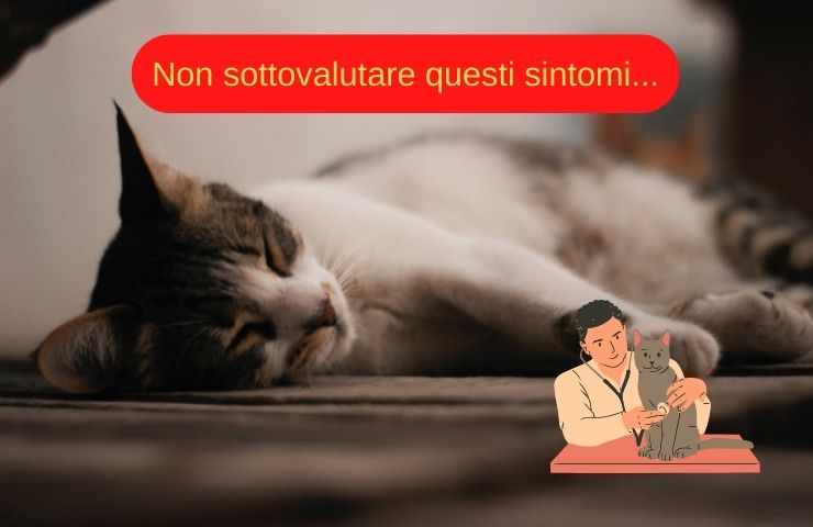 Sintomi da non sottovalutare nel gatto