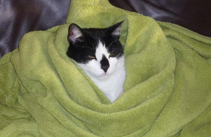 Micio soffre il freddo