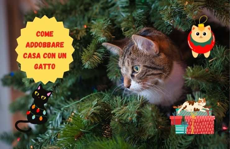 Casa a natale a prova di gatto