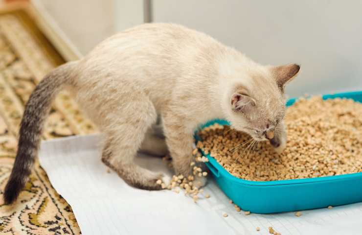 Gatto scava nella lettiera