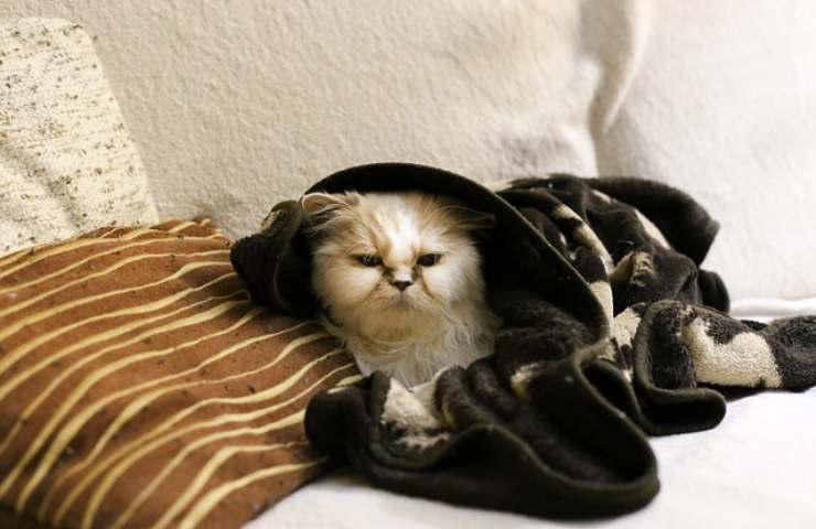 Felino raffreddato
