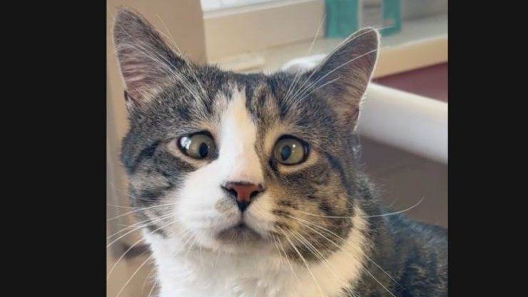 gatto strabico