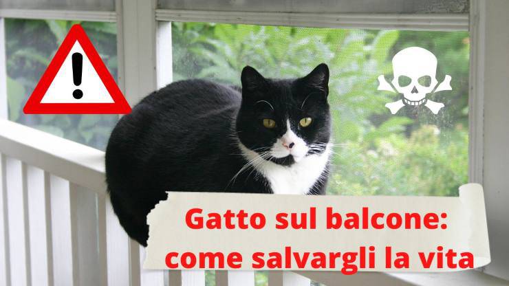 Come salvare la vita al gatto che si arrampica sul balcone Gatto sul balcone