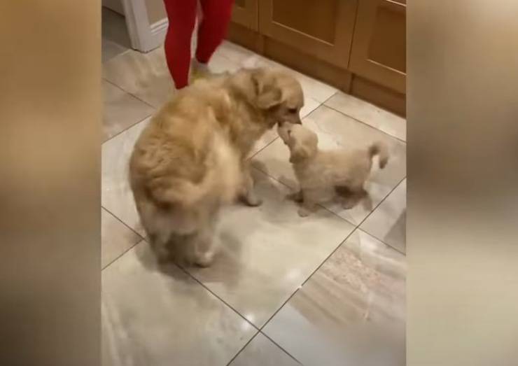 incontro cane fratellino