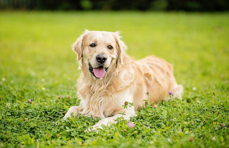 Golden retriever