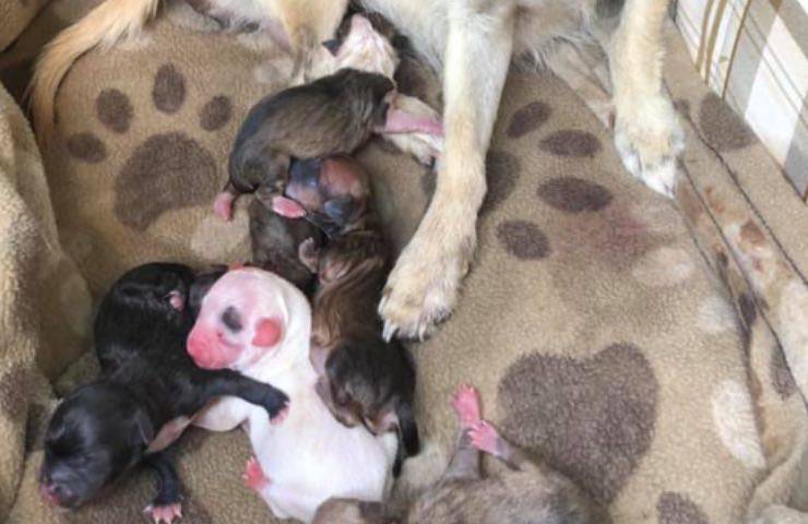 Cagnolina lizzy incinta eutanasia