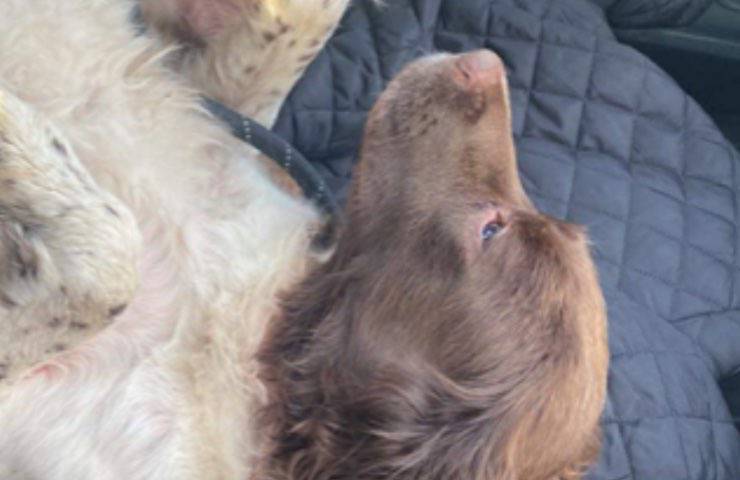 cane maisie funerale vivo