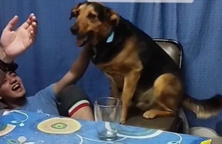cagnolino Pipa padrone posto