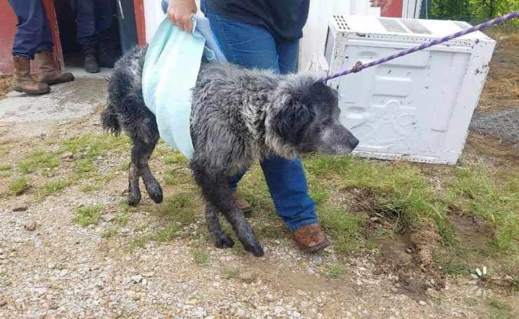cane sparato investito