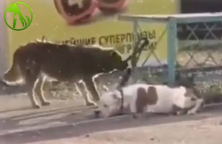 randagio salvataggio Pitbull
