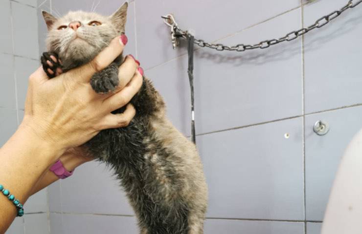 gattino olio bimbo abbandona