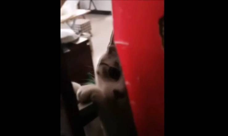 gatto donna minuti