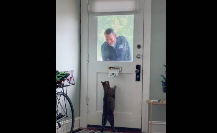 gatto aspetta postino