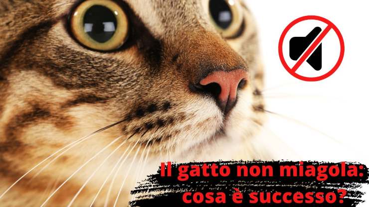 Il gatto non parla