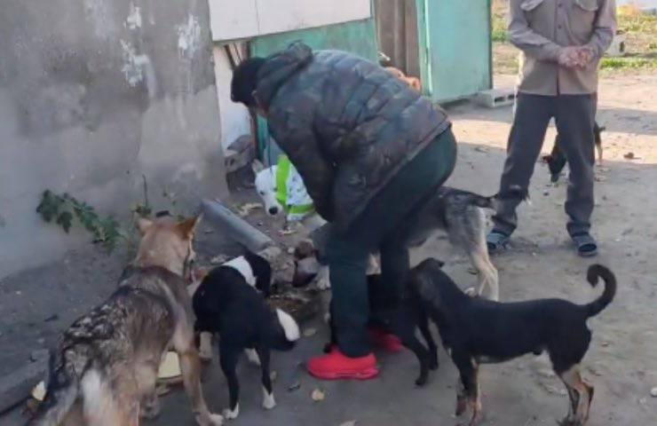campione salva cani guerra 
