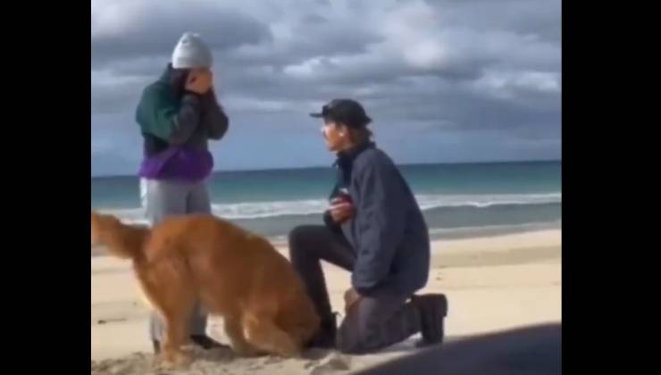 cane proposta matrimonio