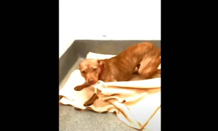 pitbull cuccia casa