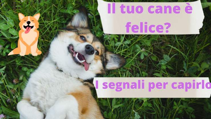 Come capire se il cane è felice: i segnali