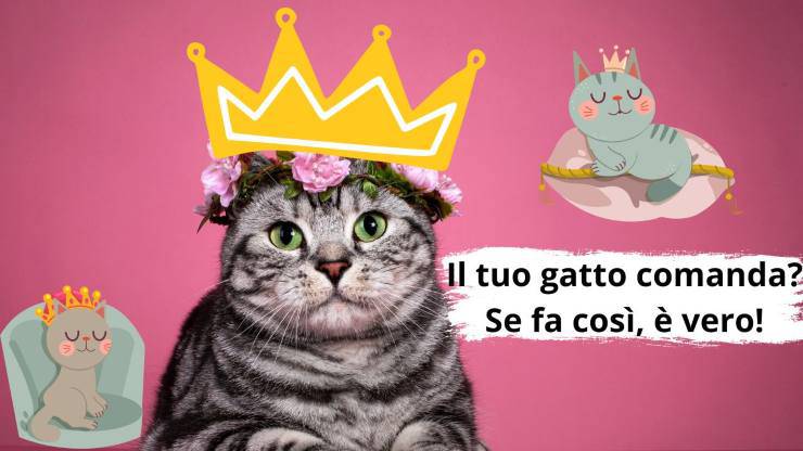Il gatto fa quello che vuole