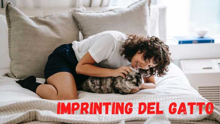 Imprinting del gatto 