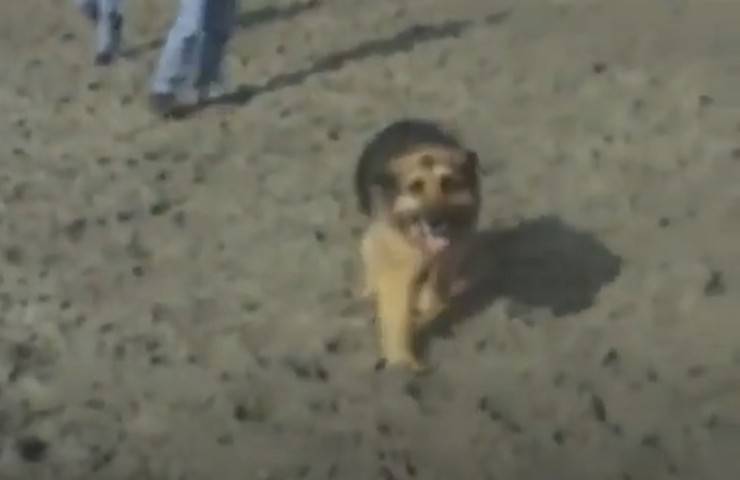cane incatenato per anni