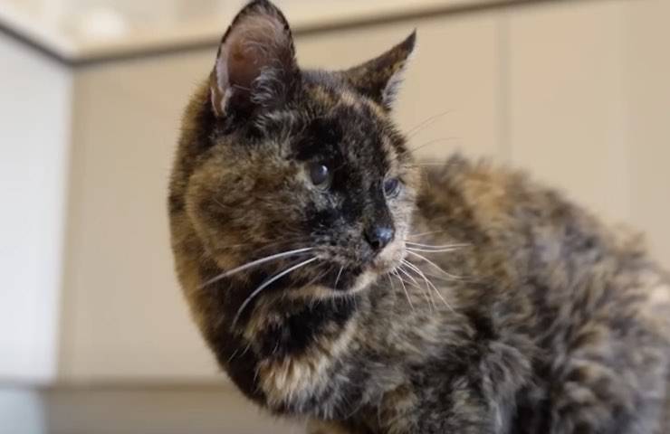 gatto più vecchio mondo