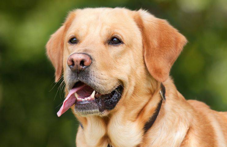 labrador cane 