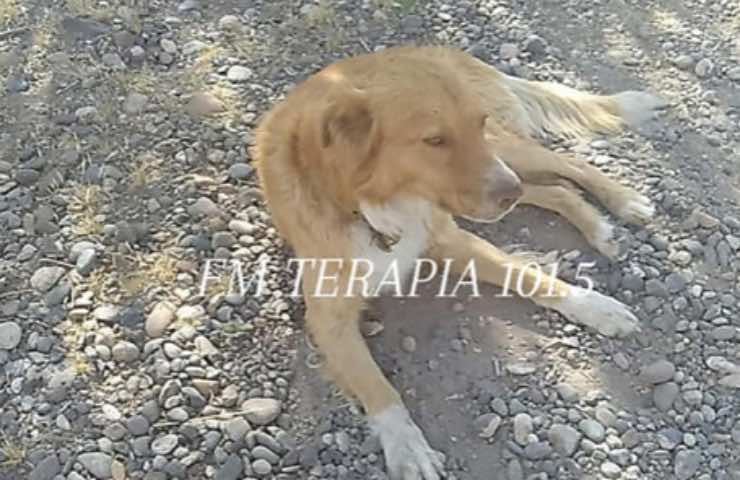 cane indio incendio casa