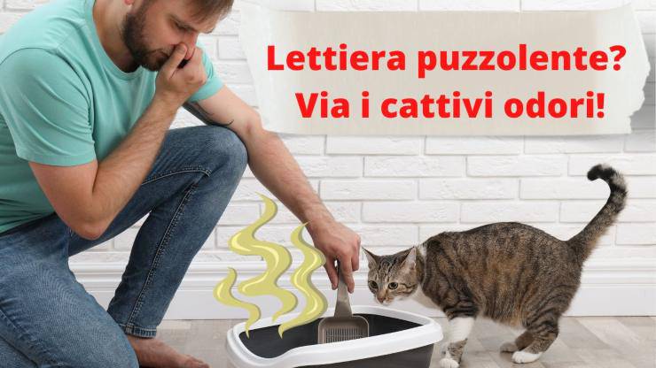 Lettiera puzzolente: come eliminare cattivi odori del gatto