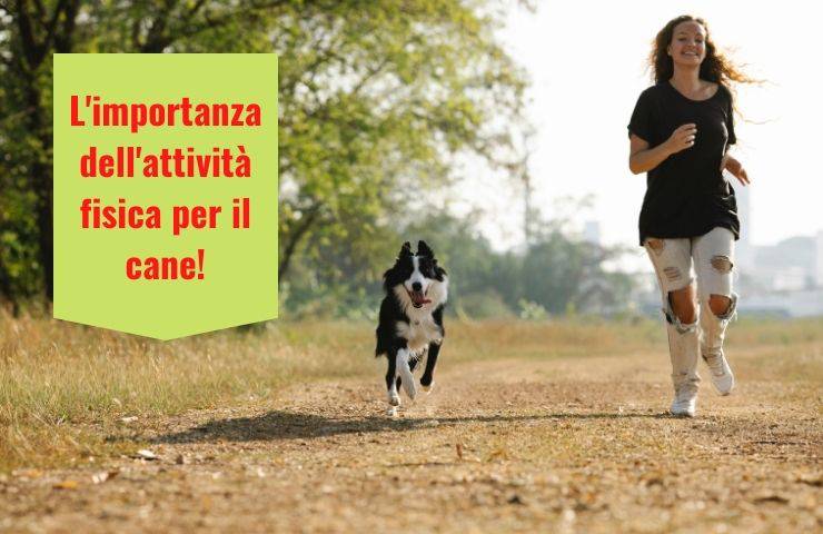 Cane che svolge attività fisica
