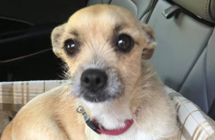 Cagnolina lizzy incinta eutanasia