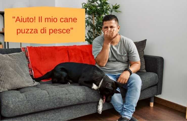 Puzza alito e sedere cane