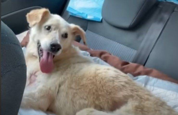 cane resta in canile tutta la vita