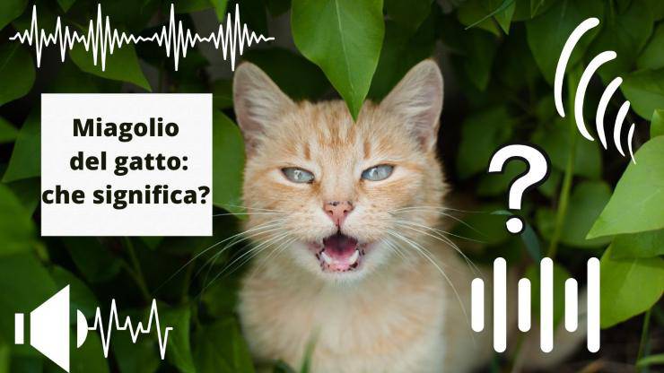 Che significano i miagolii del gatto