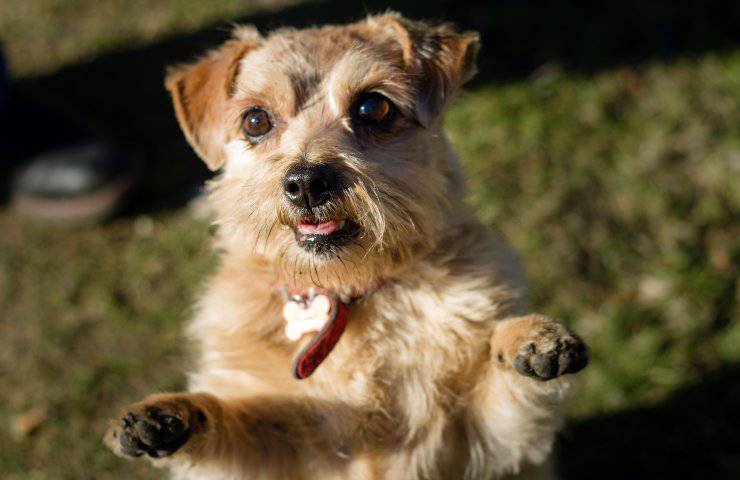 Norfolk terrier