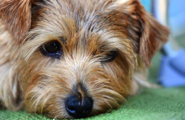 Norfolk terrier