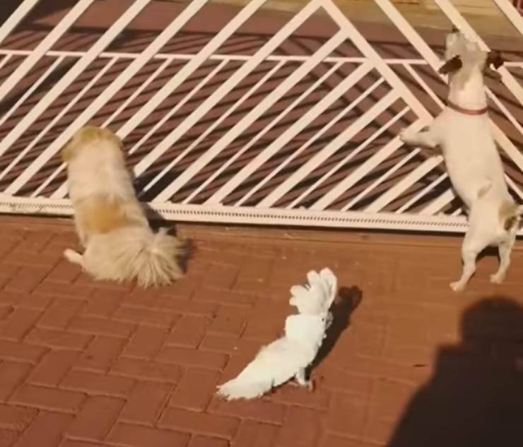 Peanut cacatua pappagallo cagnolini