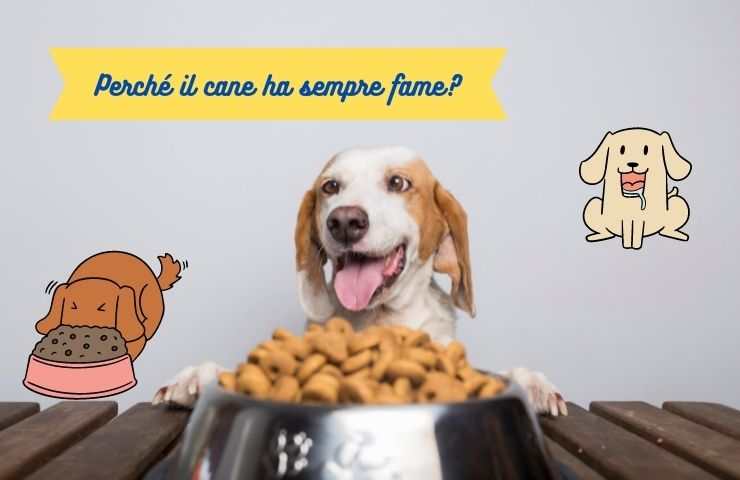 Il cane vuole mangiare sempre