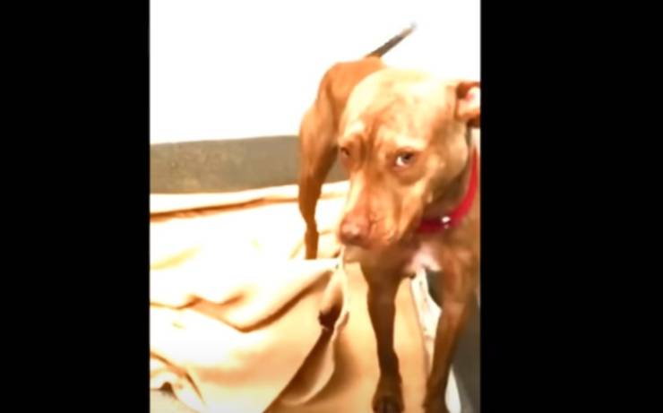 pitbull cuccia casa