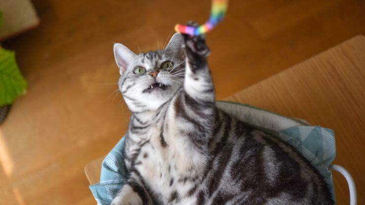 Regali gatto