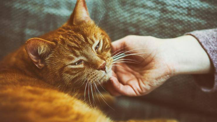 Miagolii del gatto: quando fa le fusa