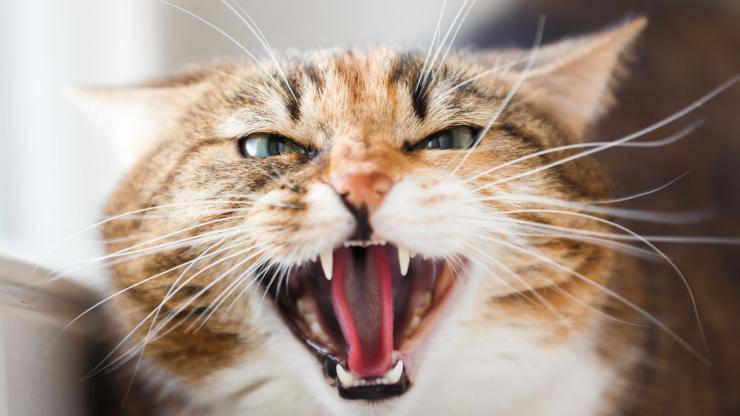 Miagolli del gatto: quando si sente in pericolo