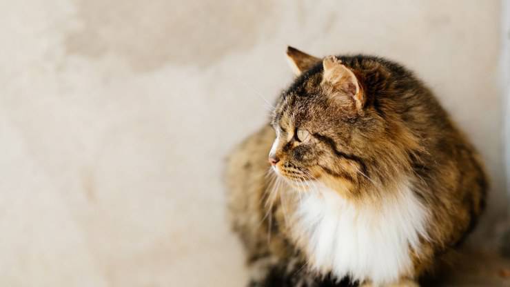 Gatto non comunica