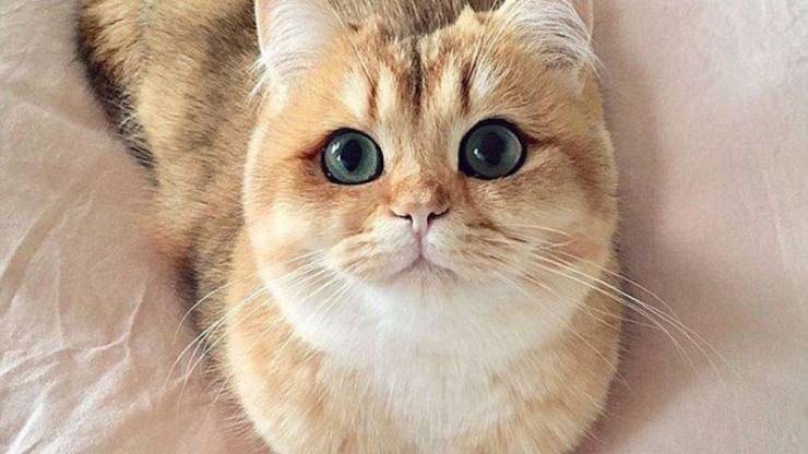 Gattino non parla