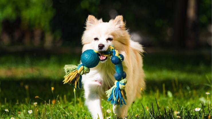 Cane all'aria aperta