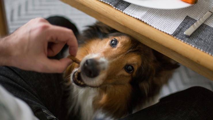Cane mangia dalla nostra tavola
