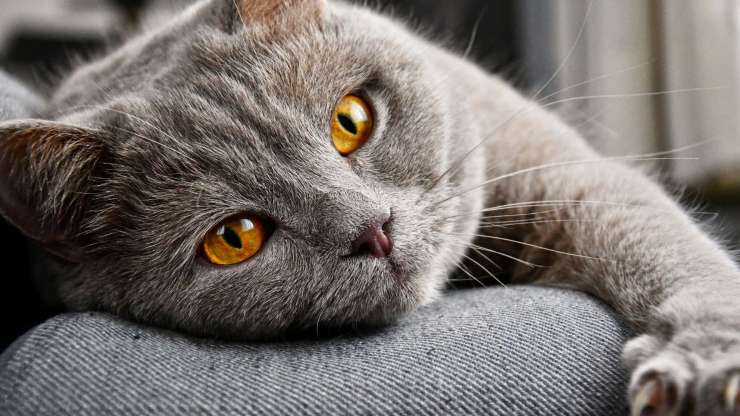 Gatto a riposo